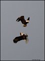 _0SB8302 american bald eagles
